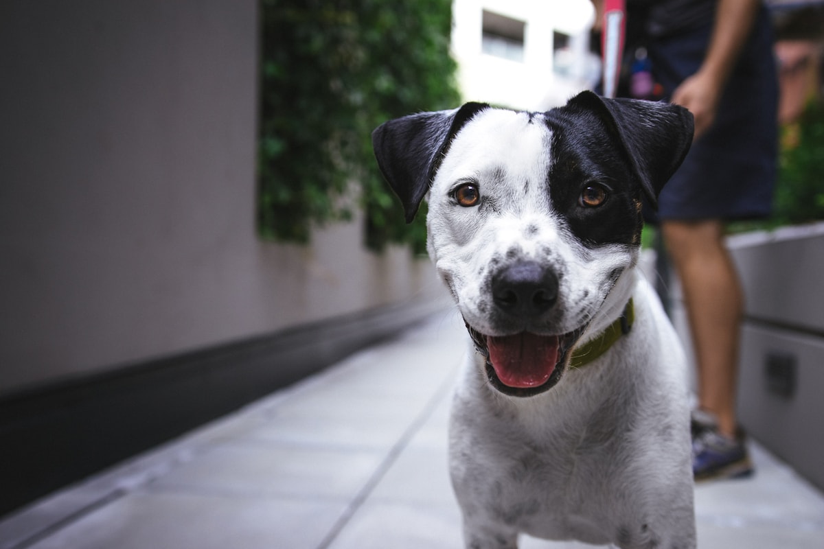 デイケアで過ごす犬